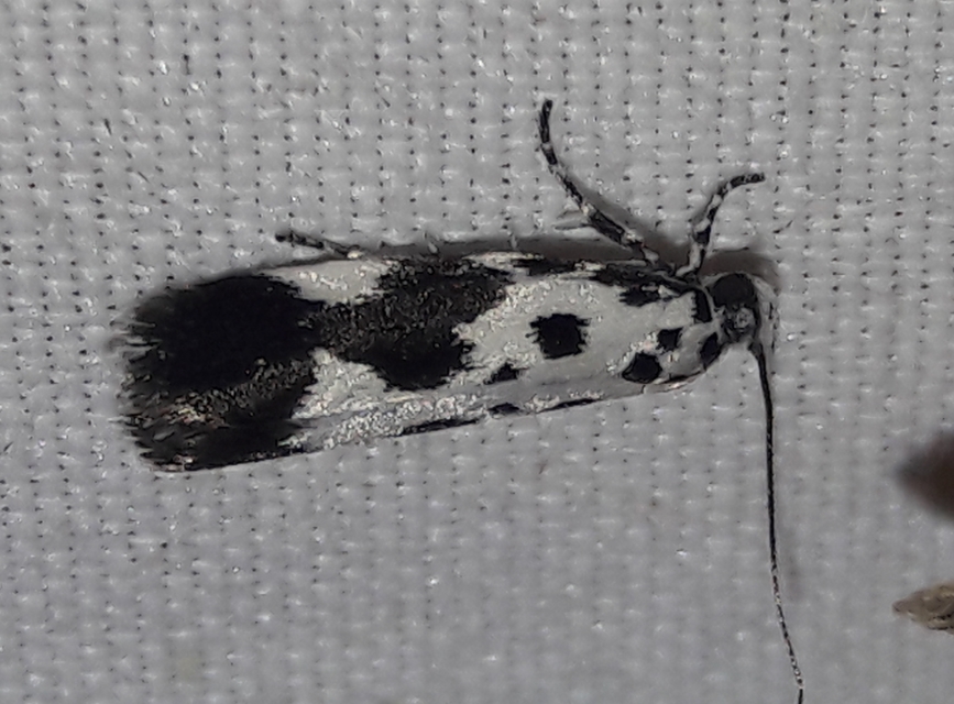 Ethmia quadrillella - gyászos feketemoly