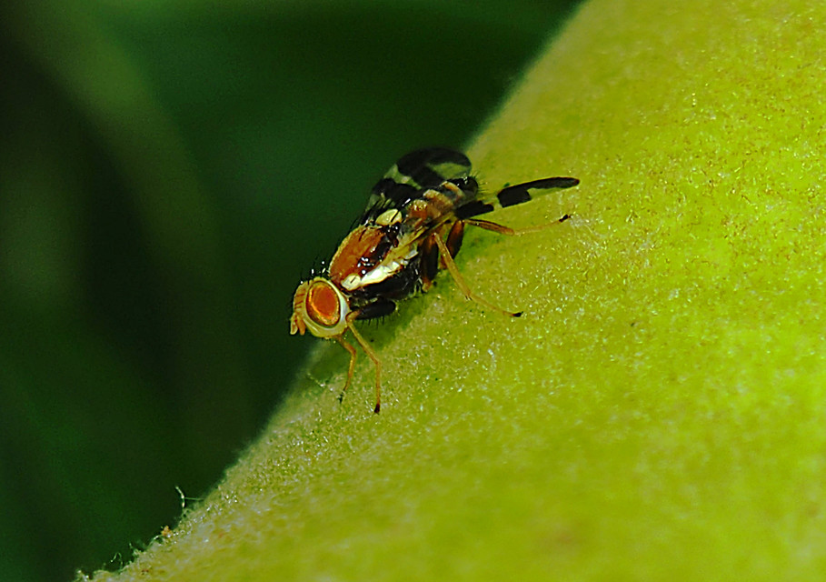 Rhagoletis completa