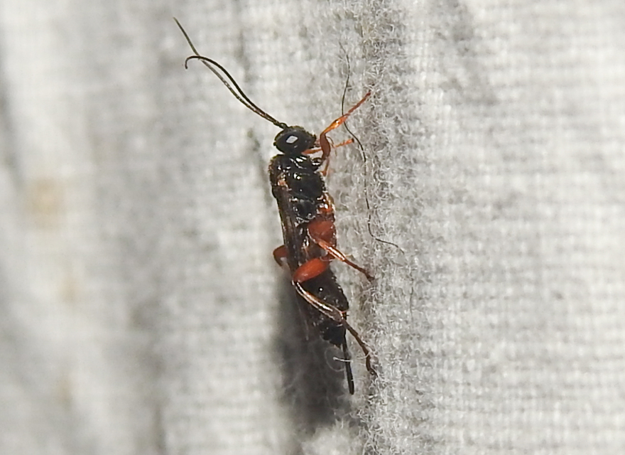 Pimpla