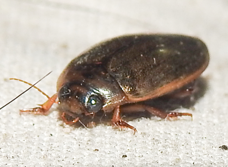 Rhantus suturalis - gyakori particsíkbogár