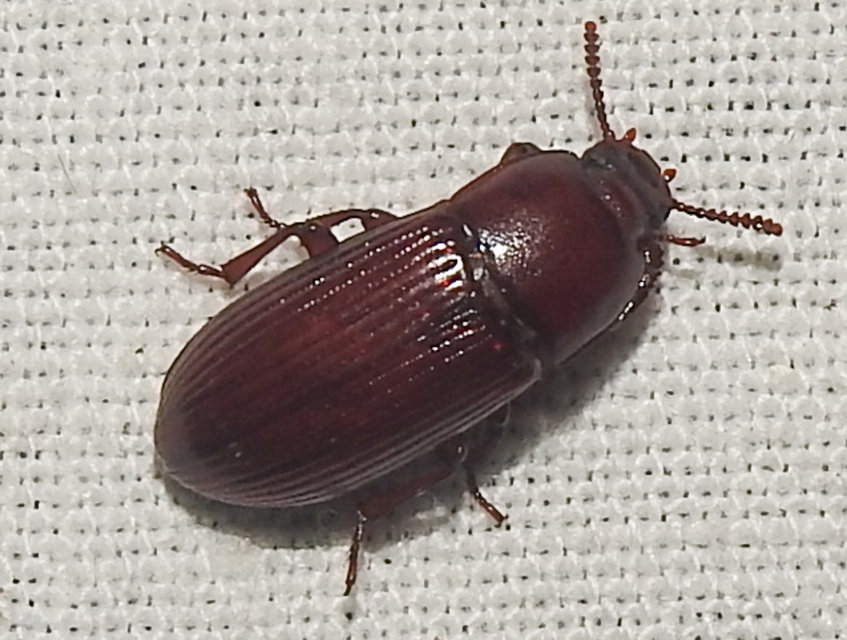 Uloma culinaris - nagy rágványbogár