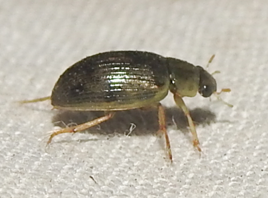 Berosus spinosus - széki szemescsibor Berosus spinosus - széki szemescsibor