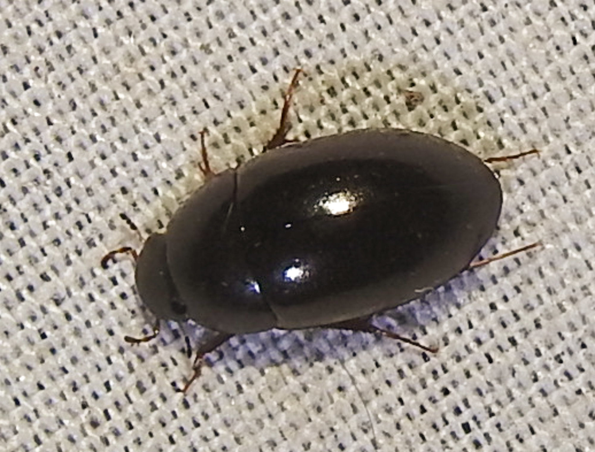 Limnoxenus niger - fekete csibor