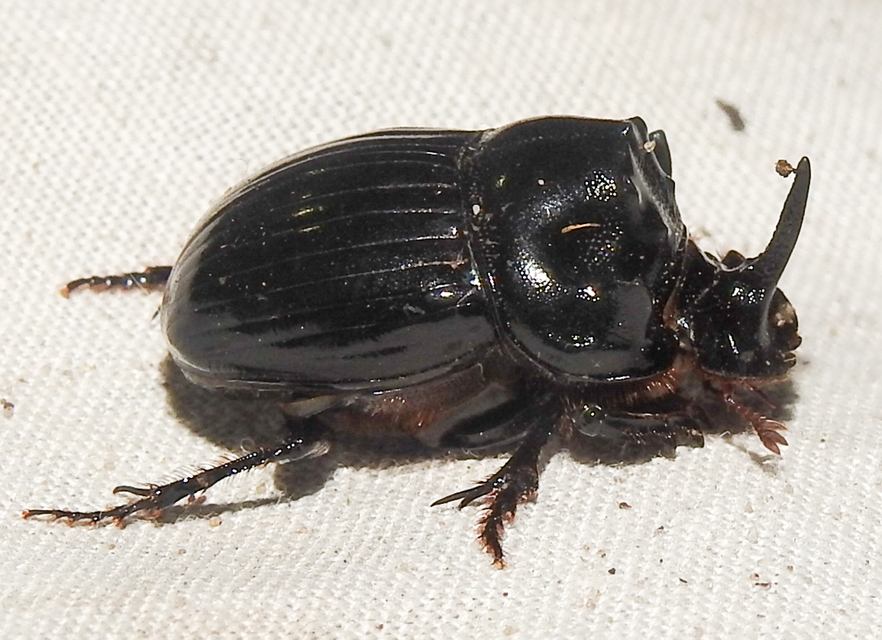 Copris lunaris - közönséges holdszarvú-ganéjtúró