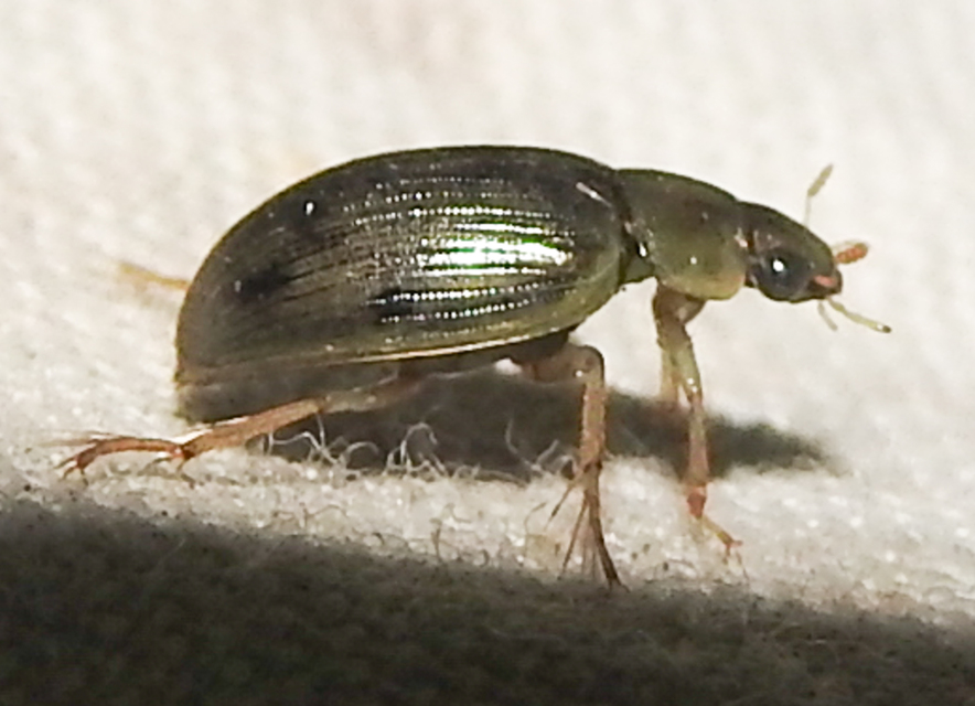 Berosus spinosus - széki szemescsibor Berosus spinosus - széki szemescsibor
