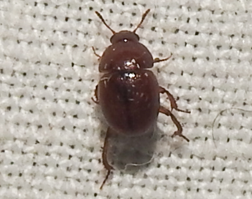 Leiodes Leiodes
