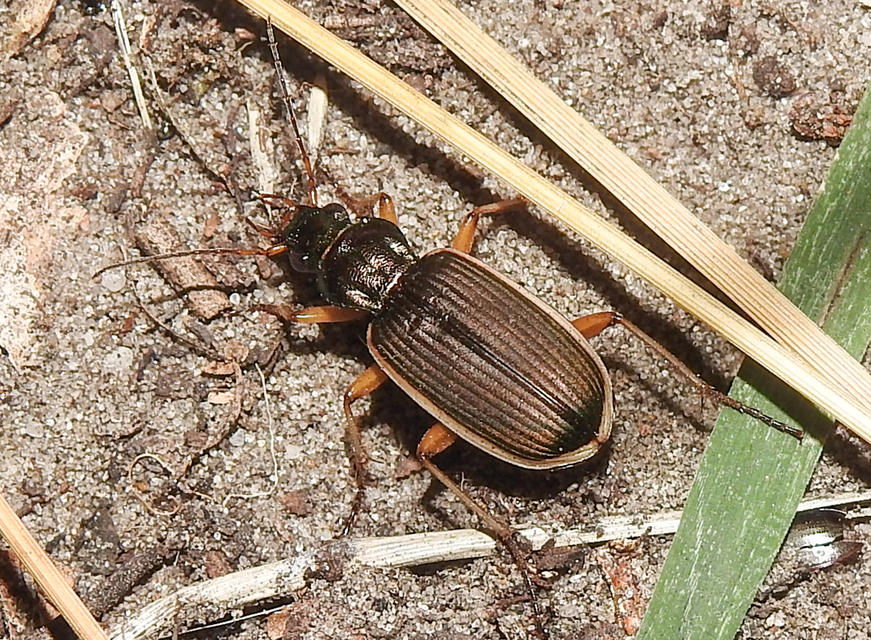 Chlaenius spoliatus - csupasz bűzfutó