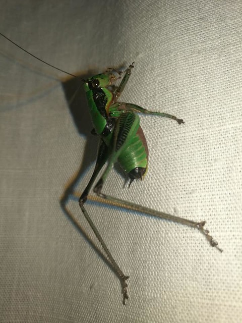 Eupholidoptera garganica - garganói bozótszöcske