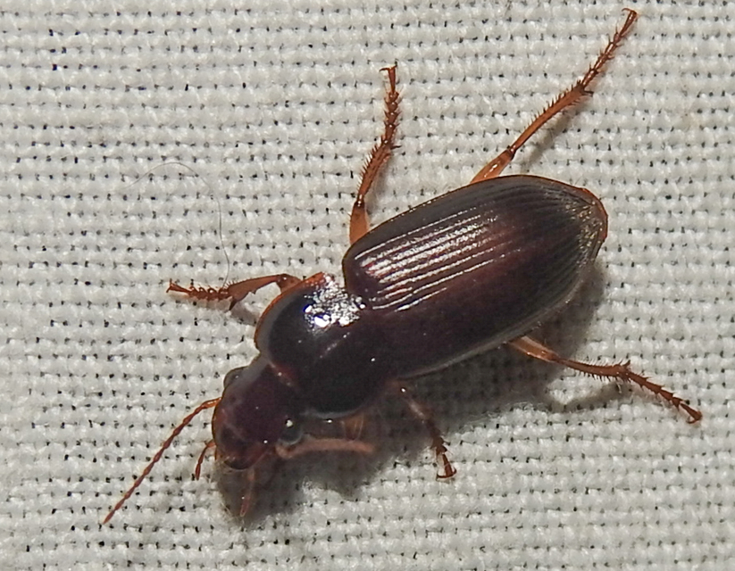 Harpalus griseus - kis selymesfutó