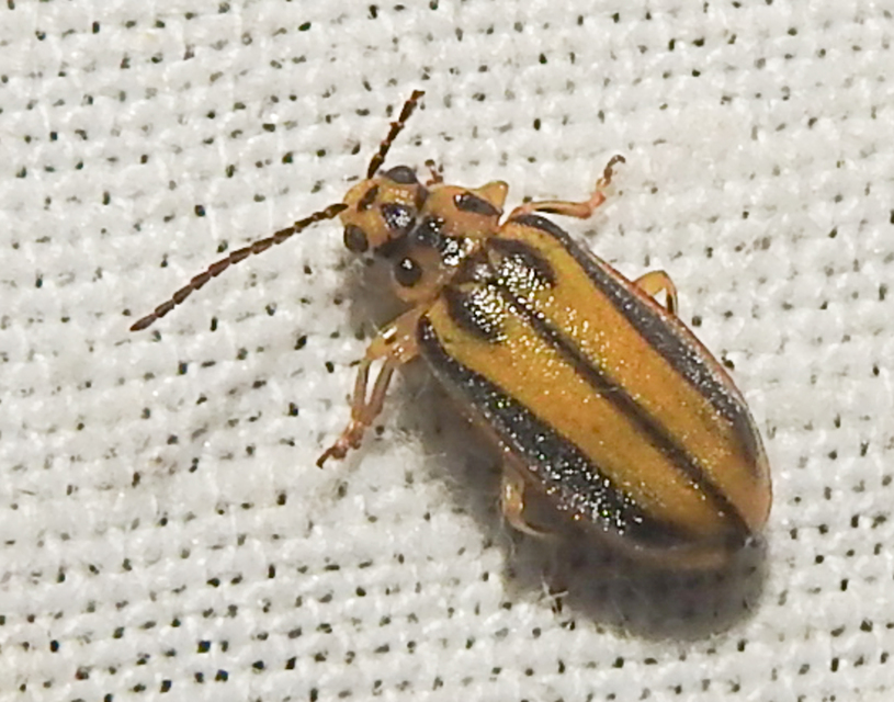 Xanthogalerucella luteola - szilfa-olajosbogár