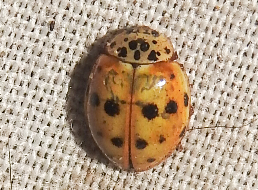 Harmonia quadripunctata - négypettyes katica
