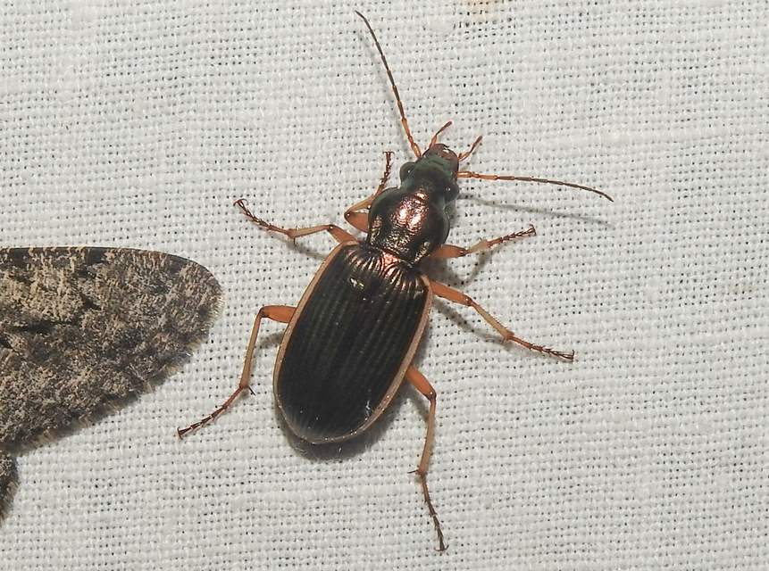 Chlaenius spoliatus - csupasz bűzfutó