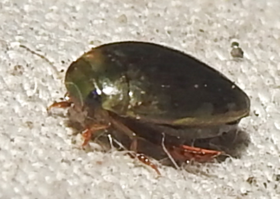 Laccophilus minutus - néma bukóbogár Laccophilus minutus - néma bukóbogár