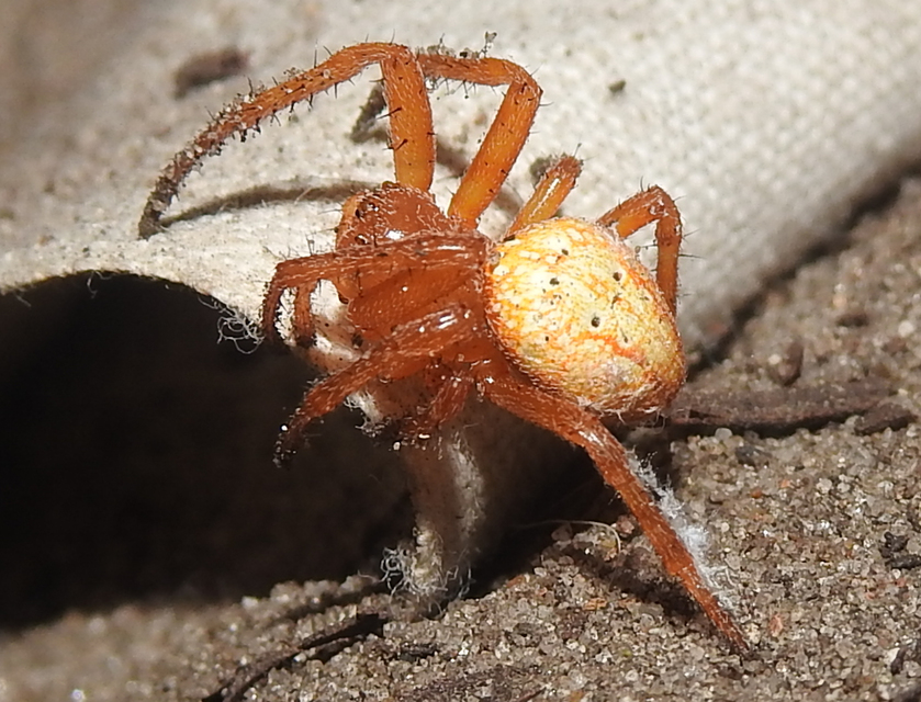 Araneus alsine - hűsölő keresztespók
