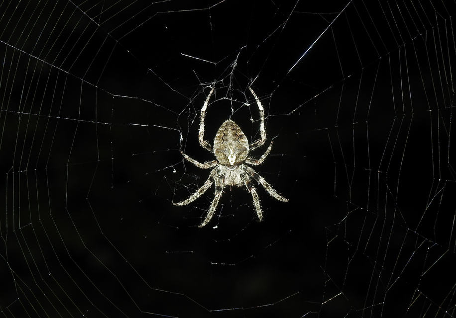 Araneus circe - hamvas keresztespók