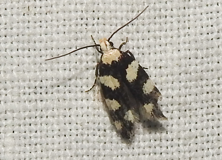 Pseudotelphusa tessella - sóskafamoly