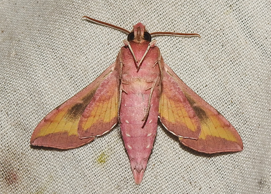 Deilephila porcellus - piros szender