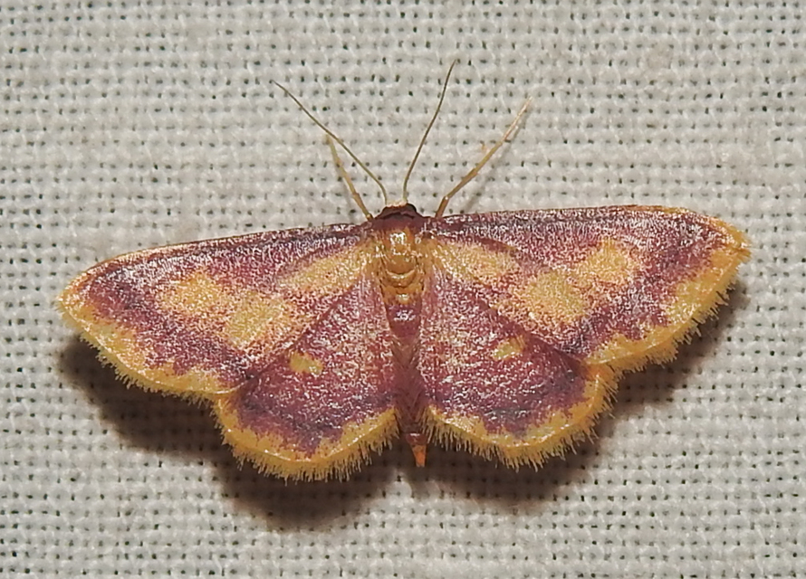 Idaea muricata - mocsári pirosaraszoló