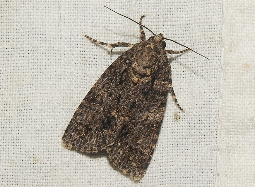 Acronicta rumicis - sóska-szigonyosbagoly