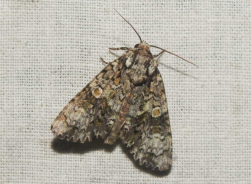 Craniophora ligustri - fagyalbagoly