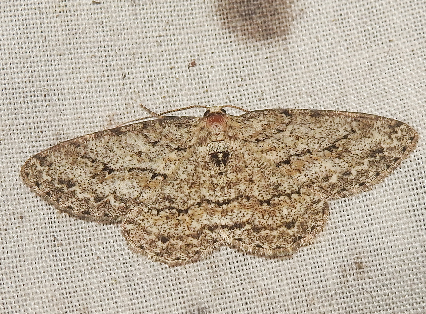 Ectropis crepuscularia - avararaszoló