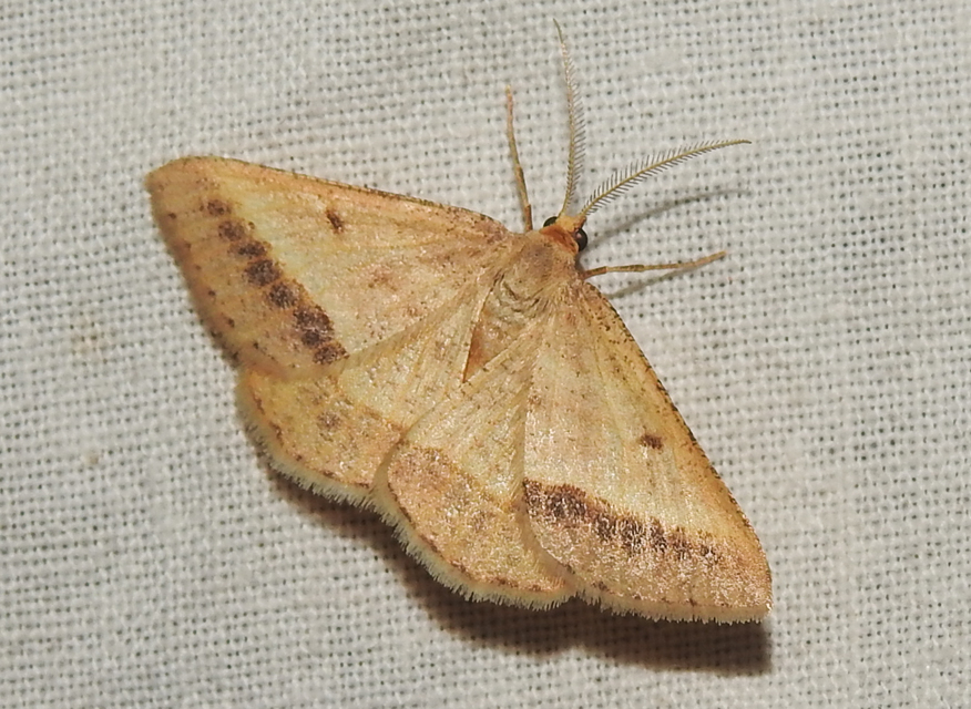Tephrina arenacearia - lucerna-araszoló
