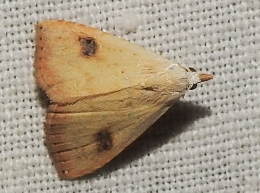 Rivula sericealis - selymes lórombagoly