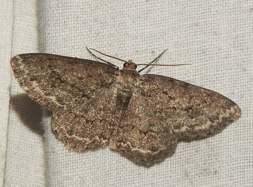 Ectropis crepuscularia - avararaszoló