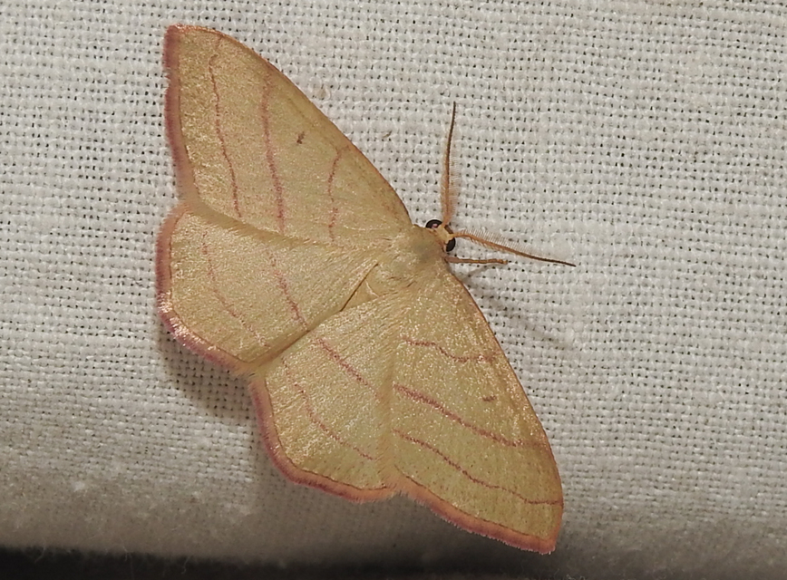 Rhodostrophia vibicaria - pirosszélű araszoló