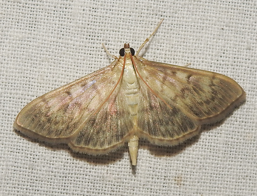 Patania ruralis - csalánevő tűzmoly