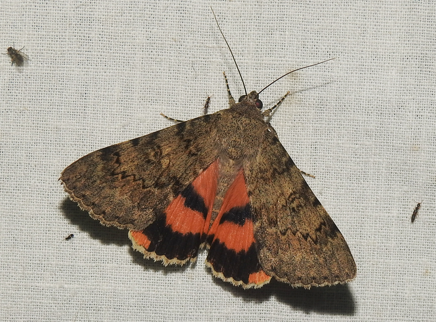Catocala puerpera - nyárfa-övesbagoly