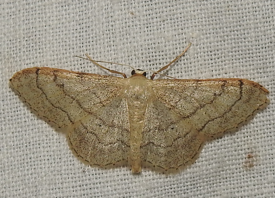 Idaea deversaria - egyszínű sávosaraszoló