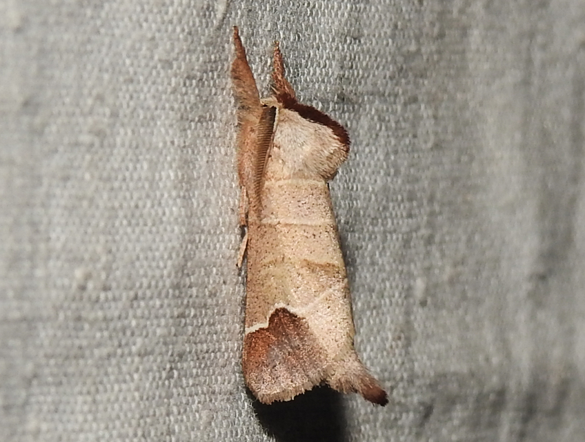 Clostera curtula - rövidszárnyú levélszövő