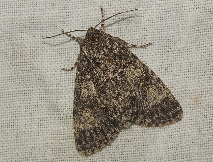 Acronicta megacephala - nagyfejű szigonyosbagoly