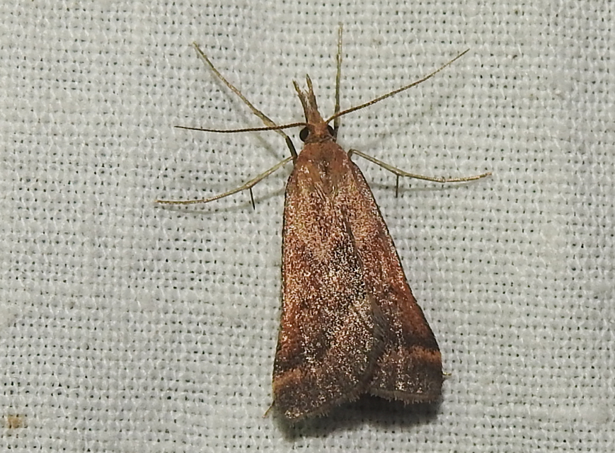 Synaphe punctalis - hosszúlábú fényilonca