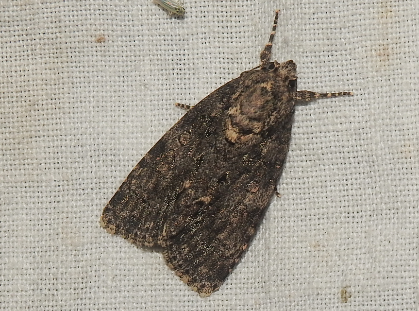 Acronicta rumicis - sóska-szigonyosbagoly