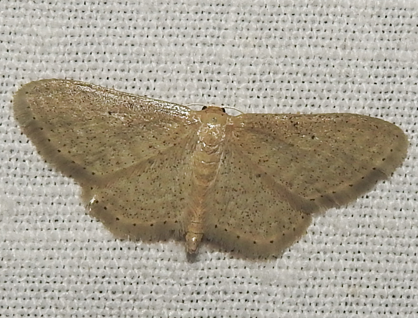 Idaea sylvestraria - szürke sávosaraszoló