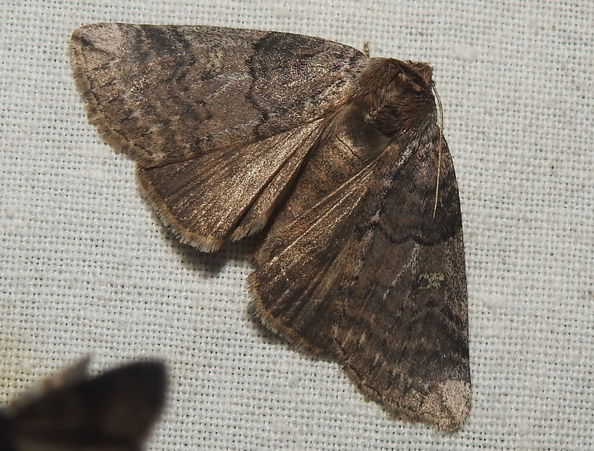 Tethea or - bélyeges pihésszövő