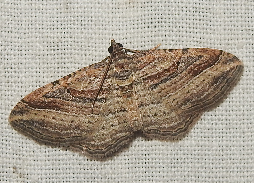 Costaconvexa polygrammata - soksávú araszoló
