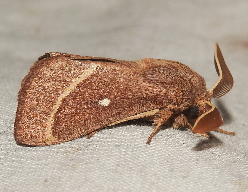 Lasiocampa trifolii - lóhereszövő