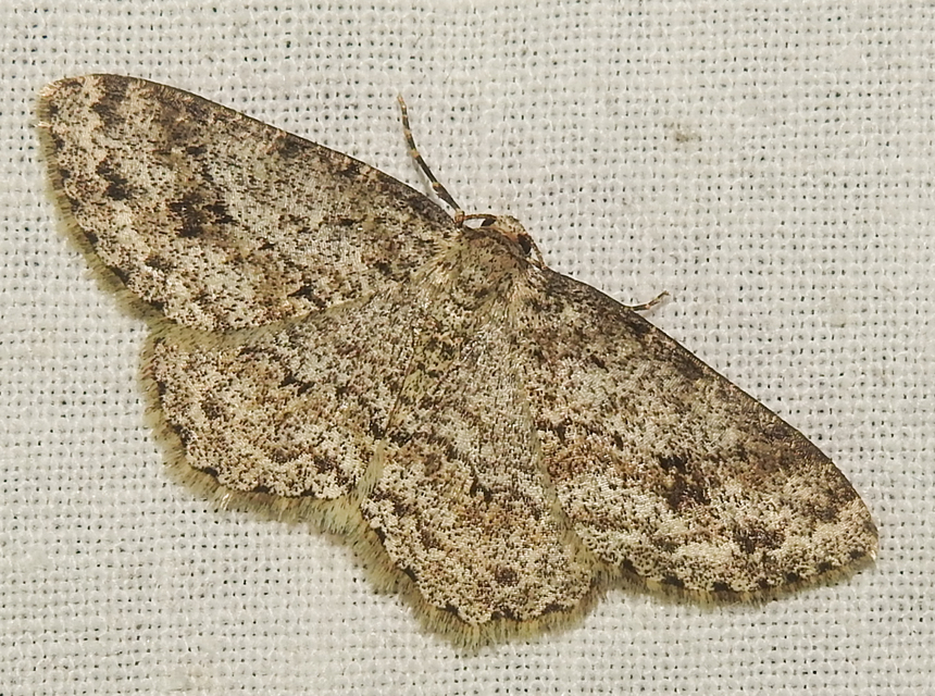 Ectropis crepuscularia - avararaszoló