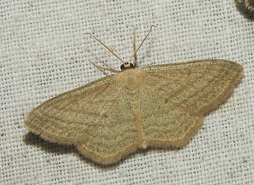 Scopula virgulata - vesszős sávosaraszoló