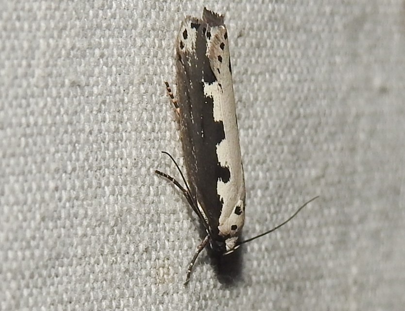 Ethmia bipunctella - kétpettyes feketemoly