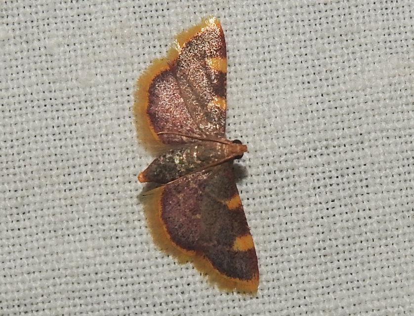 Hypsopygia costalis - szénailonca