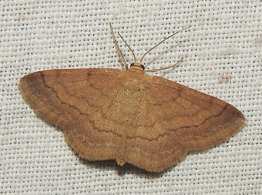 Scopula rubiginata - réti pirosaraszoló