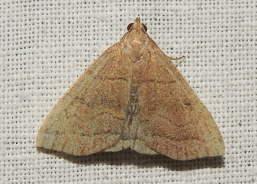 Herminia tarsicrinalis - szőröslábú karcsúbagoly