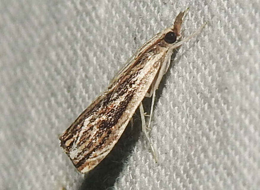 Catoptria verellus - kormos fűgyökérmoly