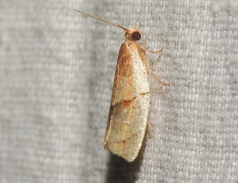 Clepsis rurinana - fakó sodrómoly