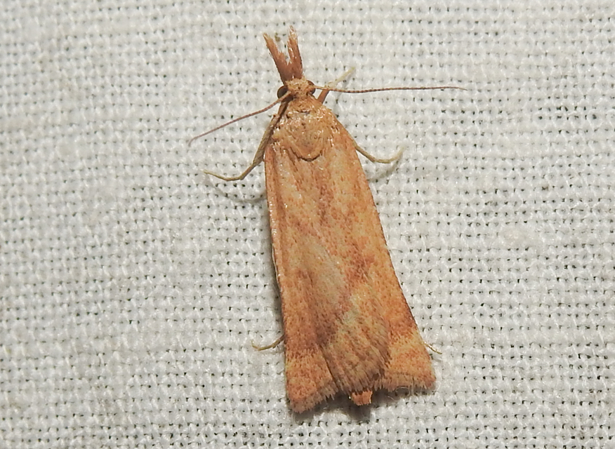 Synaphe punctalis - hosszúlábú fényilonca