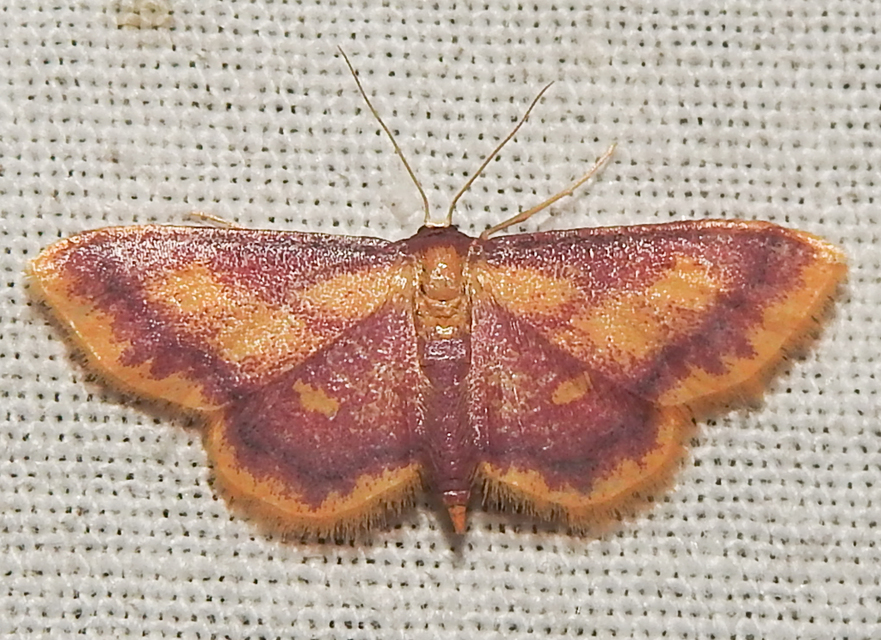 Idaea muricata - mocsári pirosaraszoló